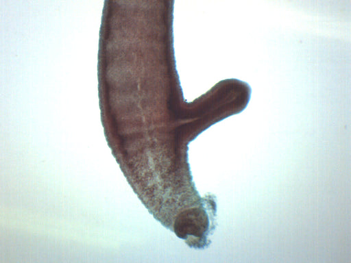 Adult Hydra with Bud - Wholemount - Prepared Microscope Slide - 75x25mm