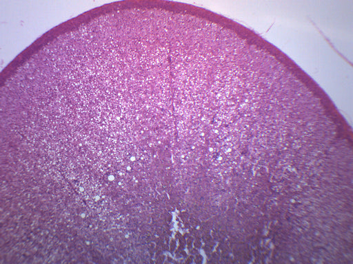 Adrenal Gland - Prepared Microscope Slide - 75x25mm