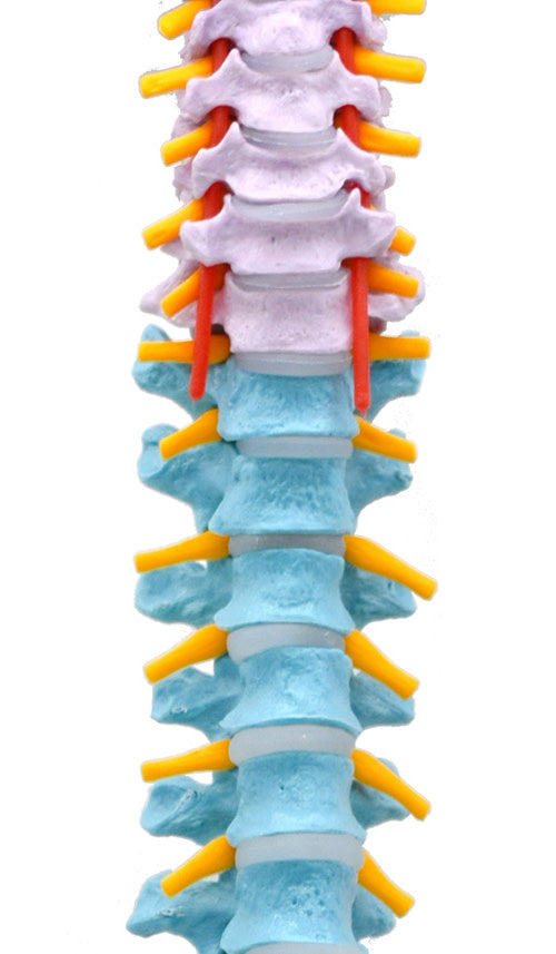 Human Spine Model, Flexible - 31.5" Height - Includes Mount