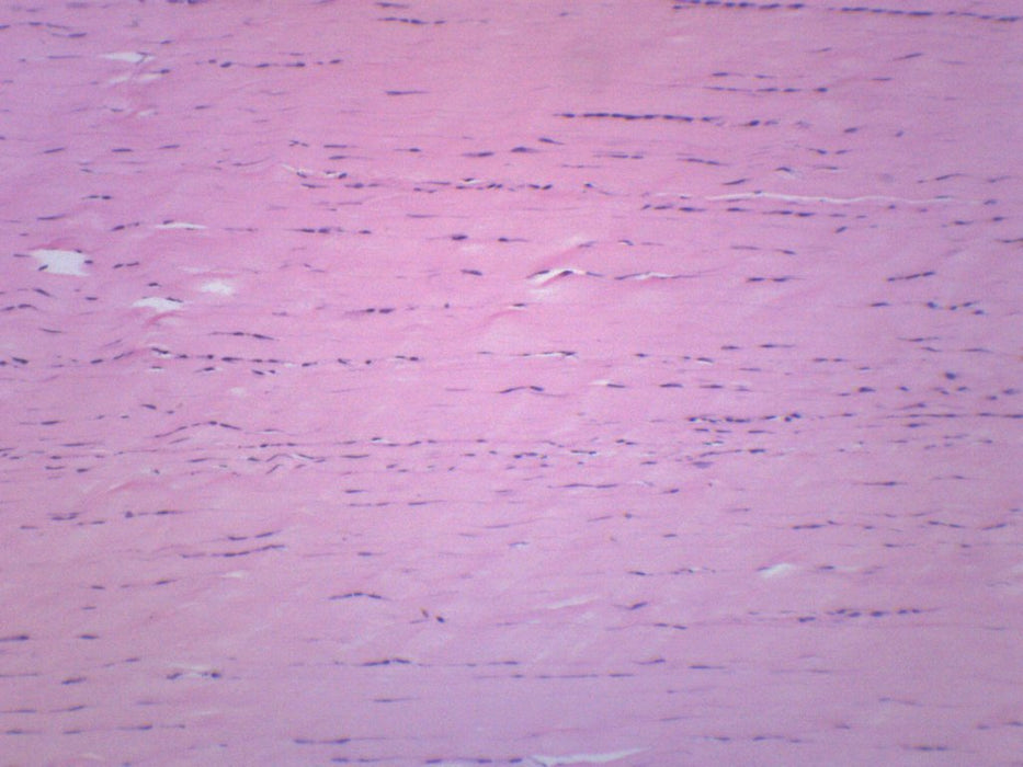 Areolar Tissue Section - Prepared Microscope Slide - 75x25mm
