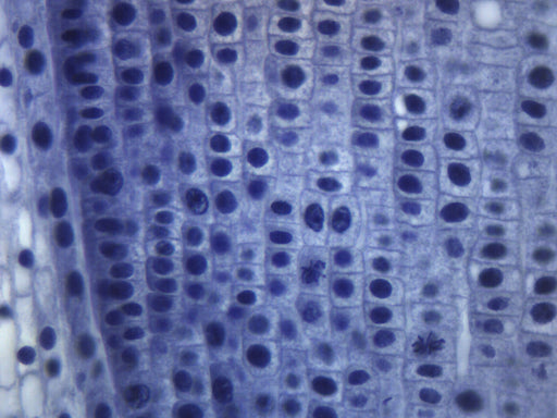 Allium Root Tip - Longitudinal Section - Prepared Microscope Slide - 75x25mm