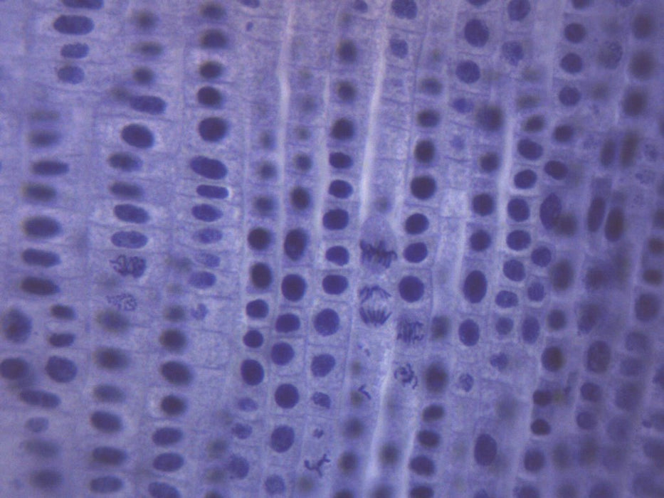 Allium Root Tips, Mitosis - Prepared Microscope Slide - 75x25mm