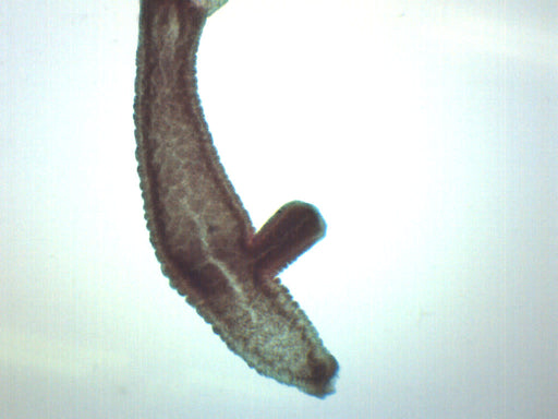 Adult Hydra with Bud - Wholemount - Prepared Microscope Slide - 75x25mm