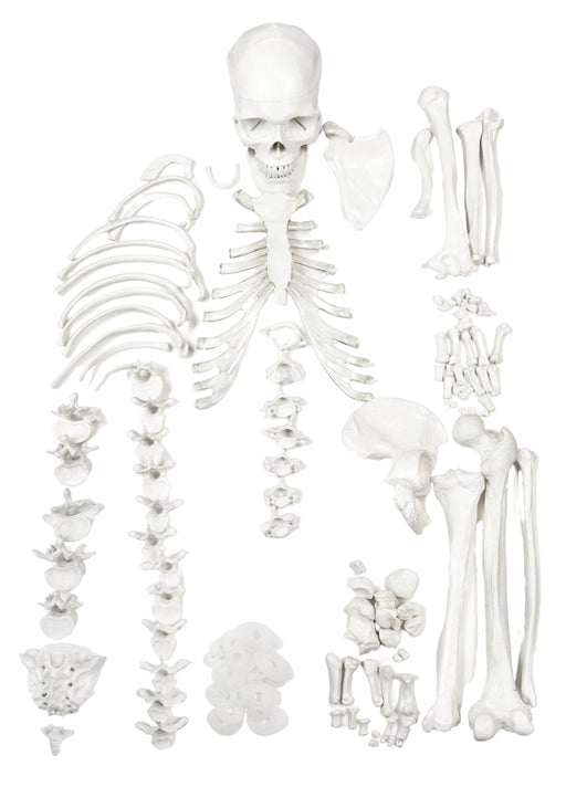 HALF Disarticulated Human Skeleton - Life size