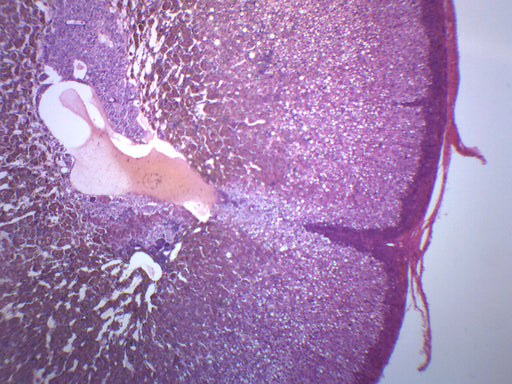 Adrenal Gland - Prepared Microscope Slide - 75x25mm