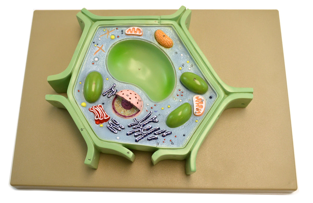 Eisco Labs Plant Cell Model on base; 11.5" X 10" X 2"