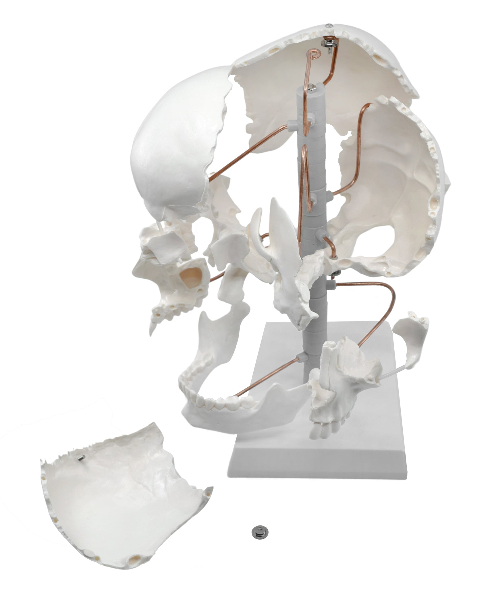Beauchene Exploded Skull Model - 13 Parts - Life Size - Mounted on Sta ...