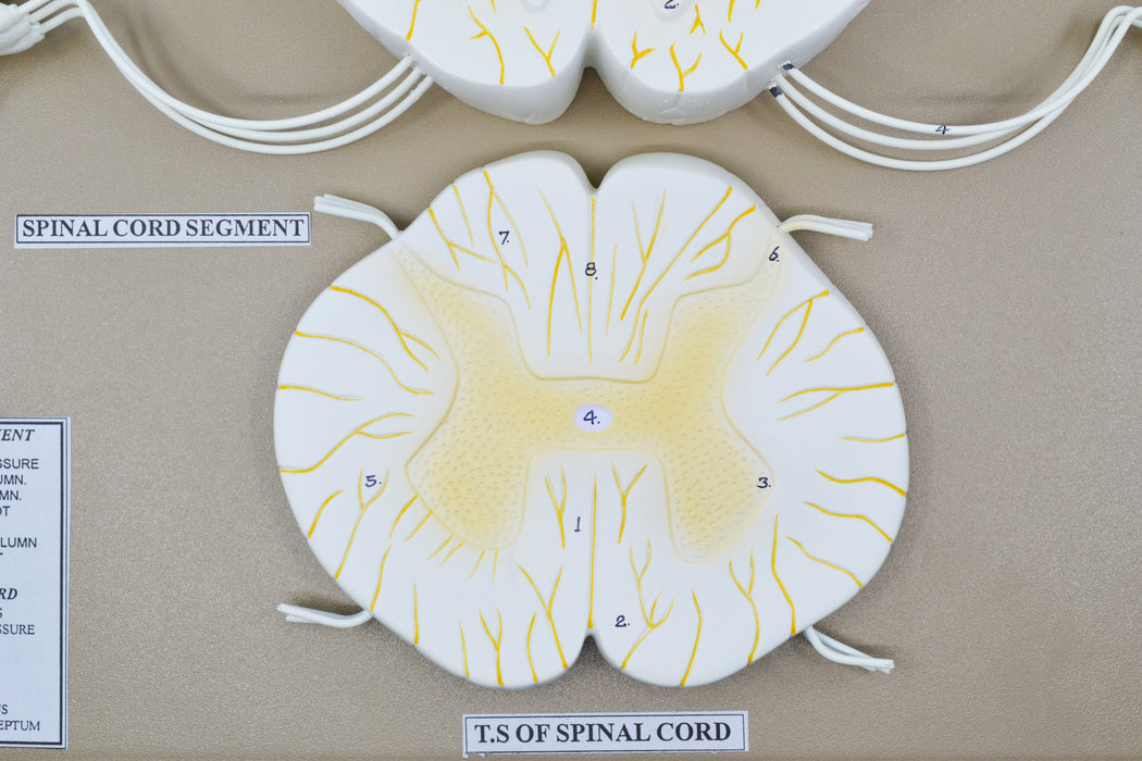 Spinal Cord Model, 17 Inch - Mounted - 10x Enlarged - Includes Nerve Branches - With English Key Card - Eisco Labs