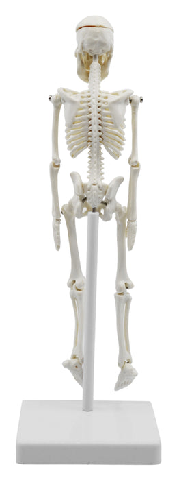 Miniature Human Skeleton Model, 8" Tall - With Mount & Stand - Anatomical Model, Articulated, Flexible Joints - Eisco Labs