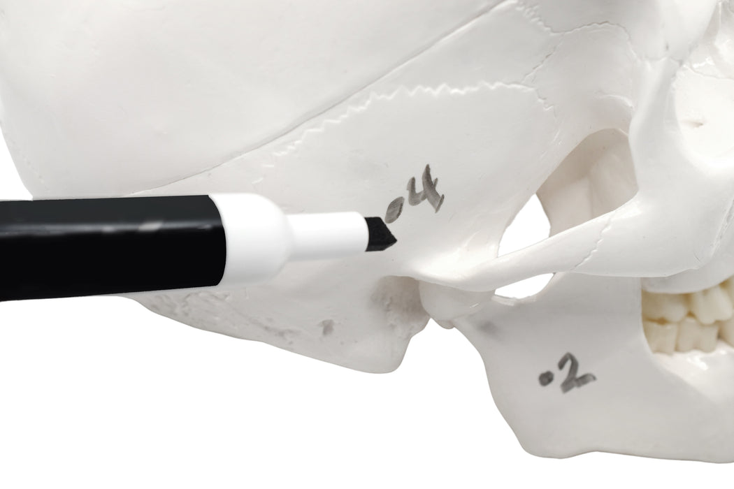 Human Adult Skull Anatomical Model with Dry Erase Surface, 3 Part - Includes Dry Erase Marker