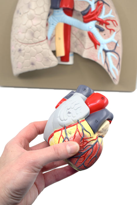 Human Lungs & Heart Model, 16.5" - Mounted on Base