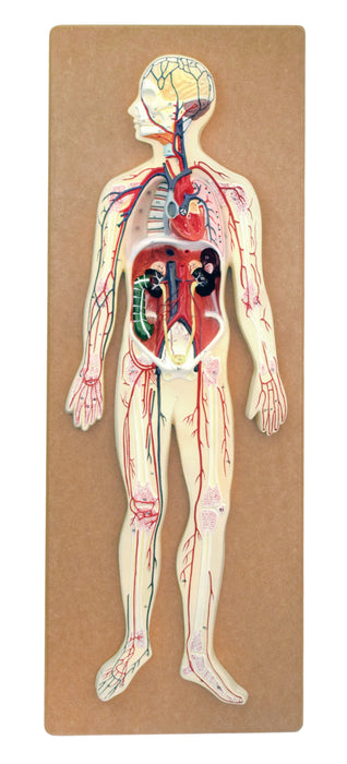 Human Circulatory System Model - Hand Painted, Numbered Details with Key Card