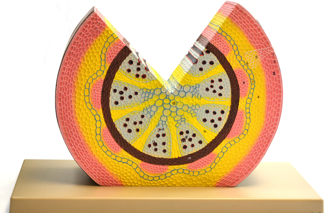 Dicot Stem Model - Eisco Labs