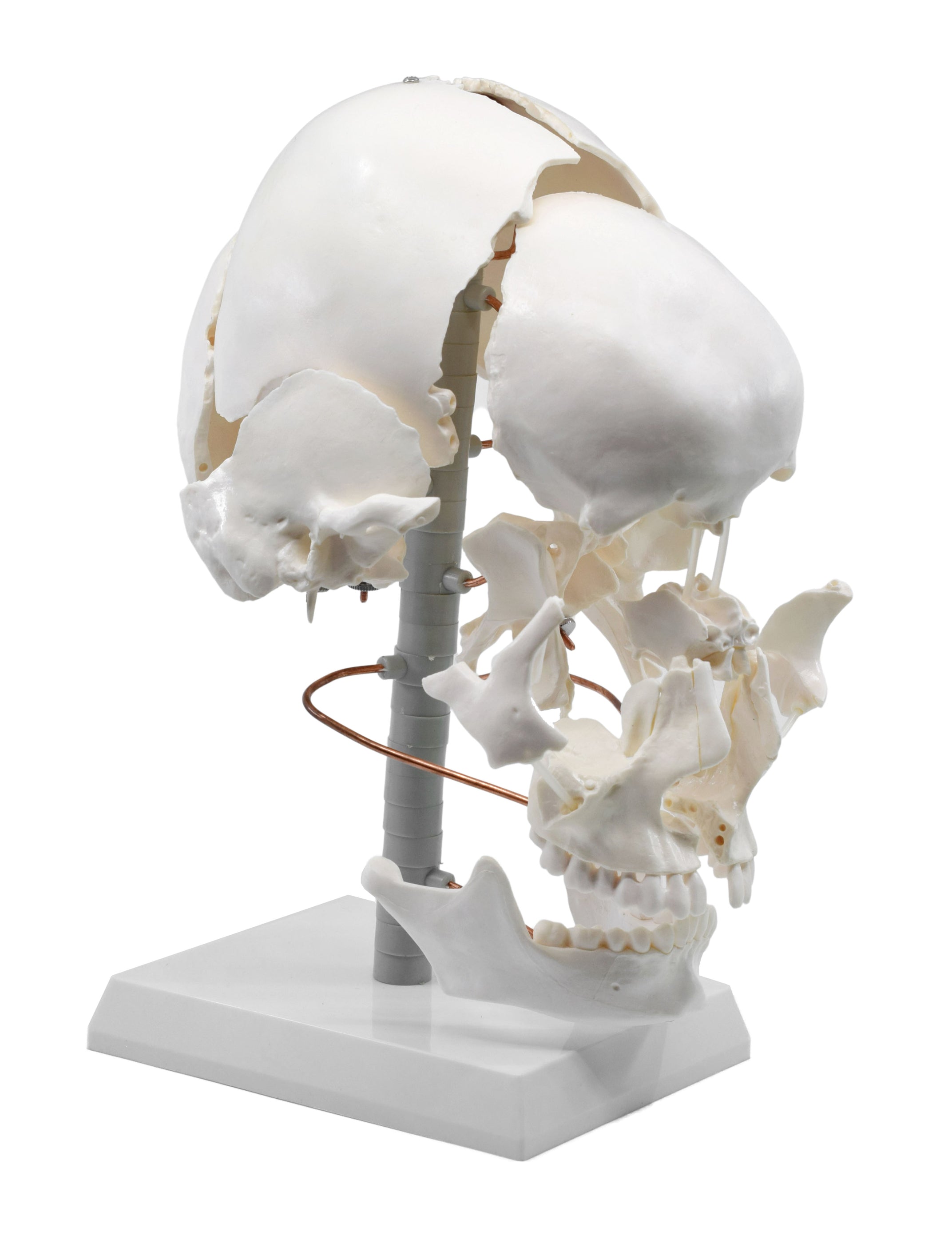 Beauchene Exploded Skull Model - 13 Parts - Life Size - Mounted on Sta ...