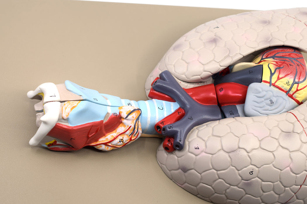 Human Lungs & Heart Model, 16.5" - Mounted on Base