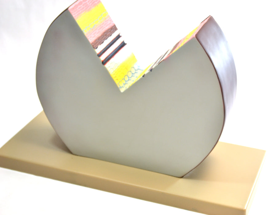 Dicot Stem Model - Eisco Labs