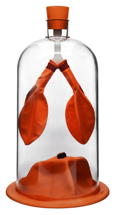 Lung Function Demonstration Model, 13 Inch - Rubber & Plastic - Shows Lung & Diaphragm Air Flow & Muscle Function - Eisco Labs