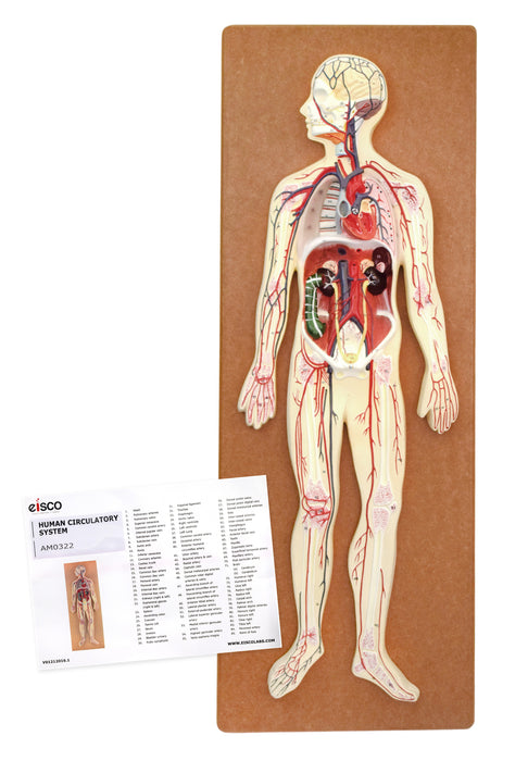 Human Circulatory System Model - Hand Painted, Numbered Details with Key Card
