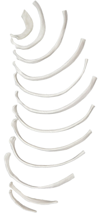 Disarticulated Rib Bones - Half Set, 12 Bones - Anatomically Accurate Human Rib Bone Model Replica - Labeled at Ends - Halloween Decorations - Eisco Labs