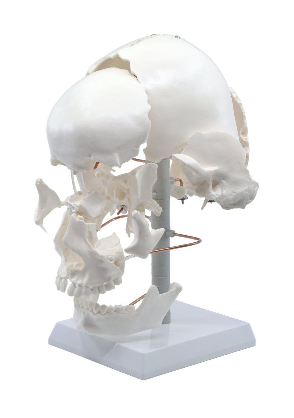 Beauchene Exploded Skull Model - 13 Parts - Life Size - Mounted on Sta ...