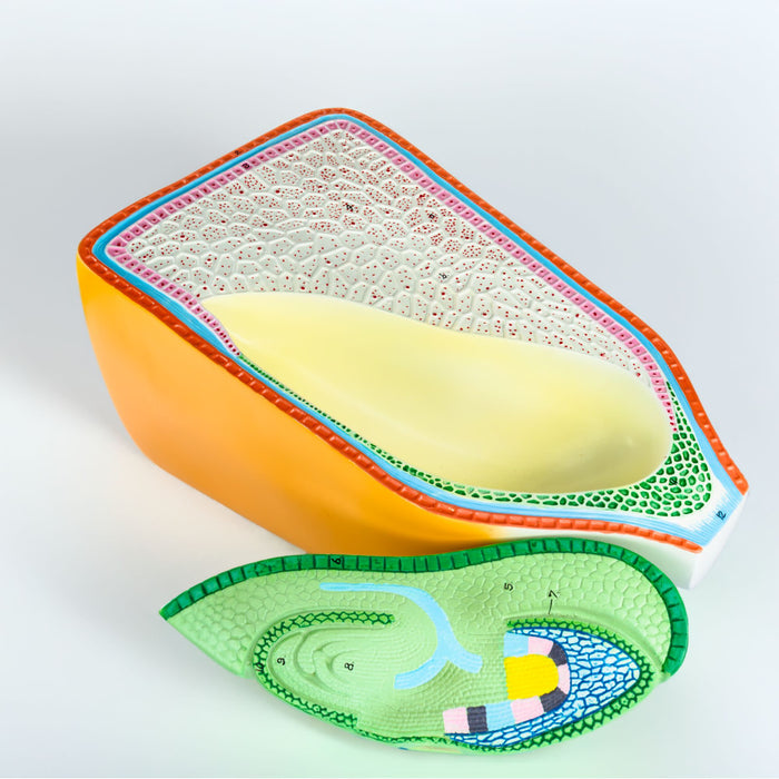 Eisco – Corn Seed 2-Part Model for Plant Anatomy Study – Split Corn Seed Display for Internal and External Structure in Biology, Botany, and Agricultural Education