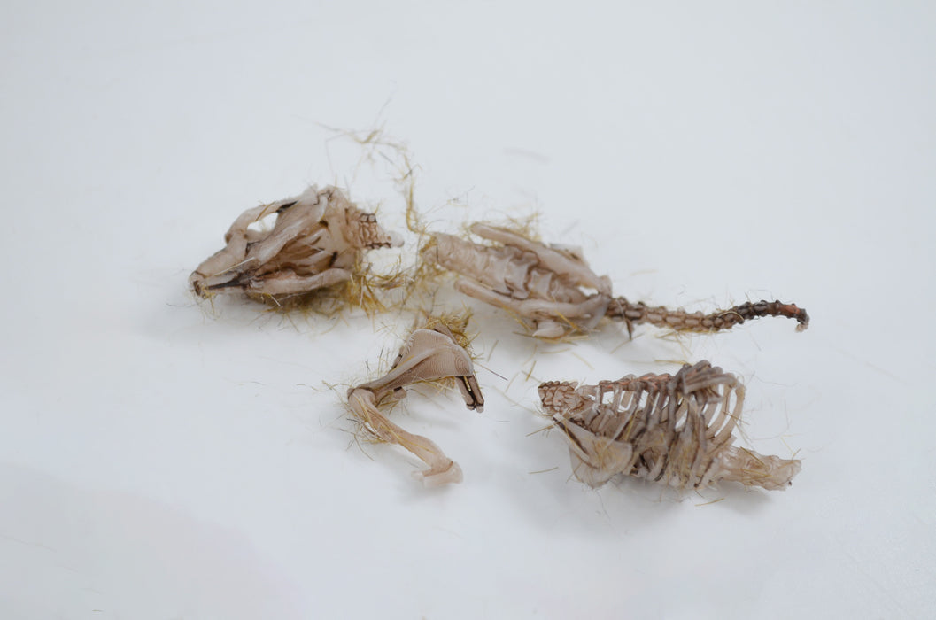 EcoExplore Simulated Owl Pellet with Vole by Eisco Labs - Realistic Educational Tool for Biology and Ecology, Reusable, 3x1.25 Inches