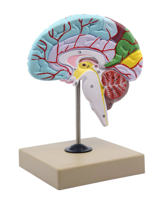 Human Half Brain Model - Life Size, Cross Section - Color Coded & Numbered with Key Card