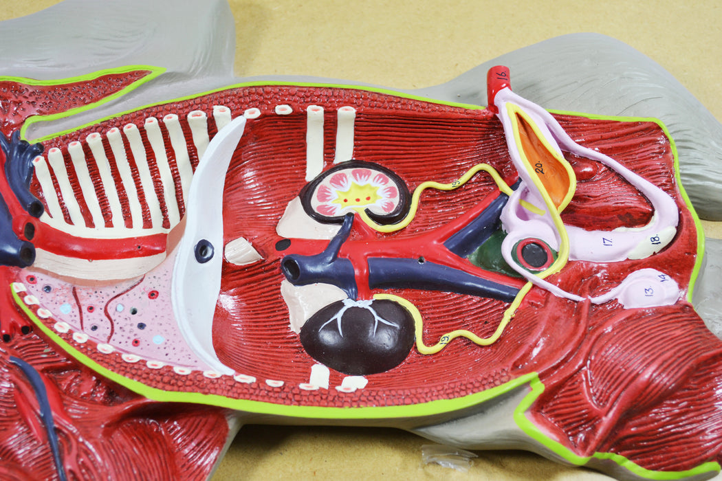 Premium Model Pig Dissection - Eisco Labs