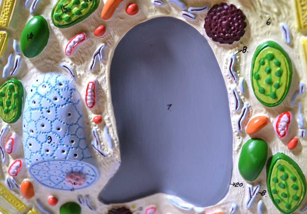 Plant Cell Model, Free Standing - 10.5" x 8.5", Greatly Magnified - Eisco Labs