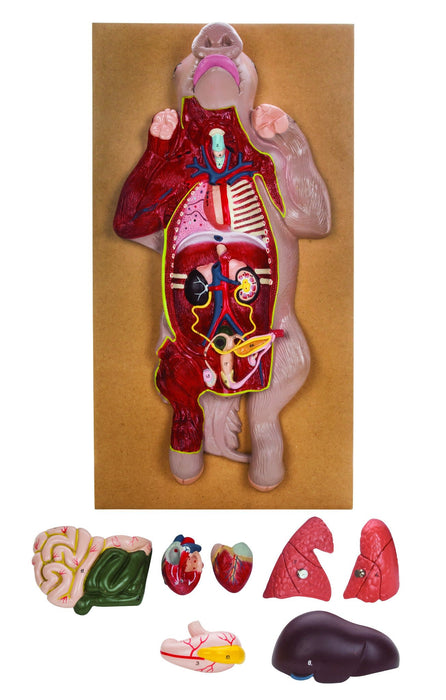 Premium Model Pig Dissection - Eisco Labs