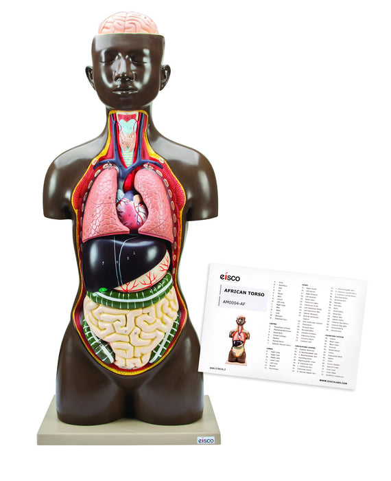 Human Torso Model, 8 Parts - Life Size - Sexless