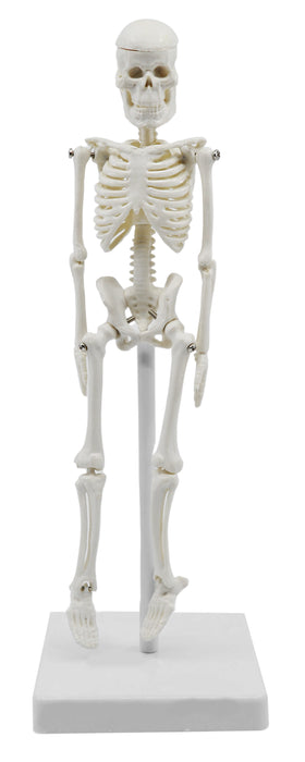 Miniature Human Skeleton Model, 8" Tall - With Mount & Stand - Anatomical Model, Articulated, Flexible Joints - Eisco Labs
