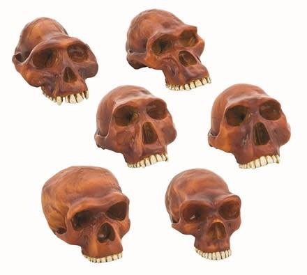 Prehistoric Skull Replicas, Set of 6