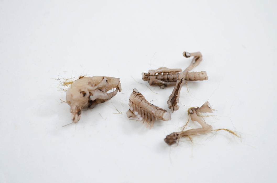 EcoExplore Simulated Owl Pellet with Mouse by Eisco Labs - Realistic Educational Tool for Biology and Ecology, Reusable, 3x1.5 Inches