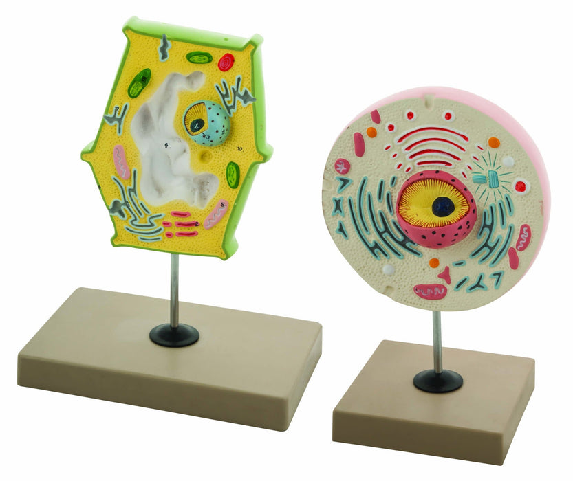 Model Plant and Animal Cell Comparison - Eisco Labs