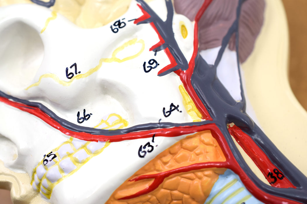 Human Circulatory System Model - Hand Painted, Numbered Details with Key Card