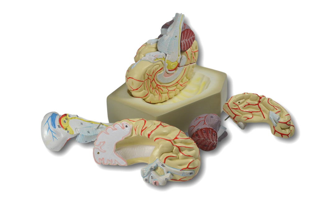 Eisco Labs Model Human Brain - 8 Parts