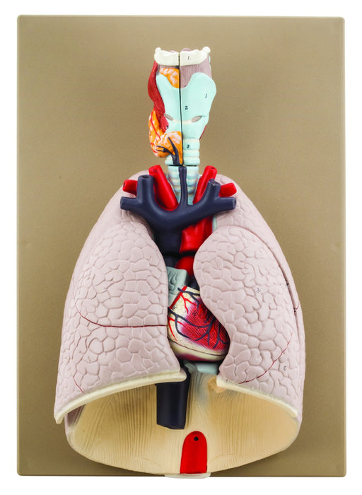 Advanced Heart & Lungs Model - Life Size - 7 Parts