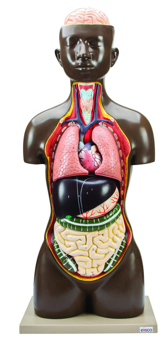 Human Torso Model, 8 Parts - Life Size - Sexless