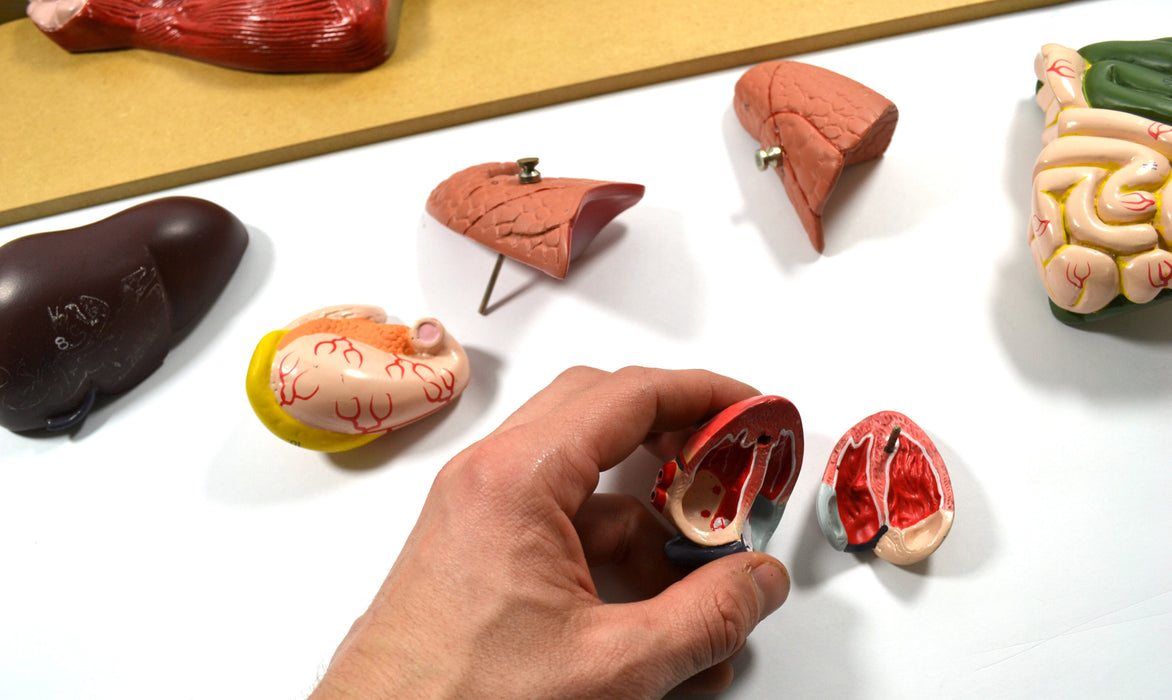 Premium Model Pig Dissection - Eisco Labs