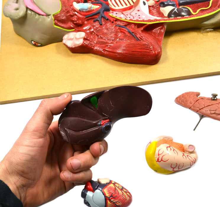 Premium Model Pig Dissection - Eisco Labs