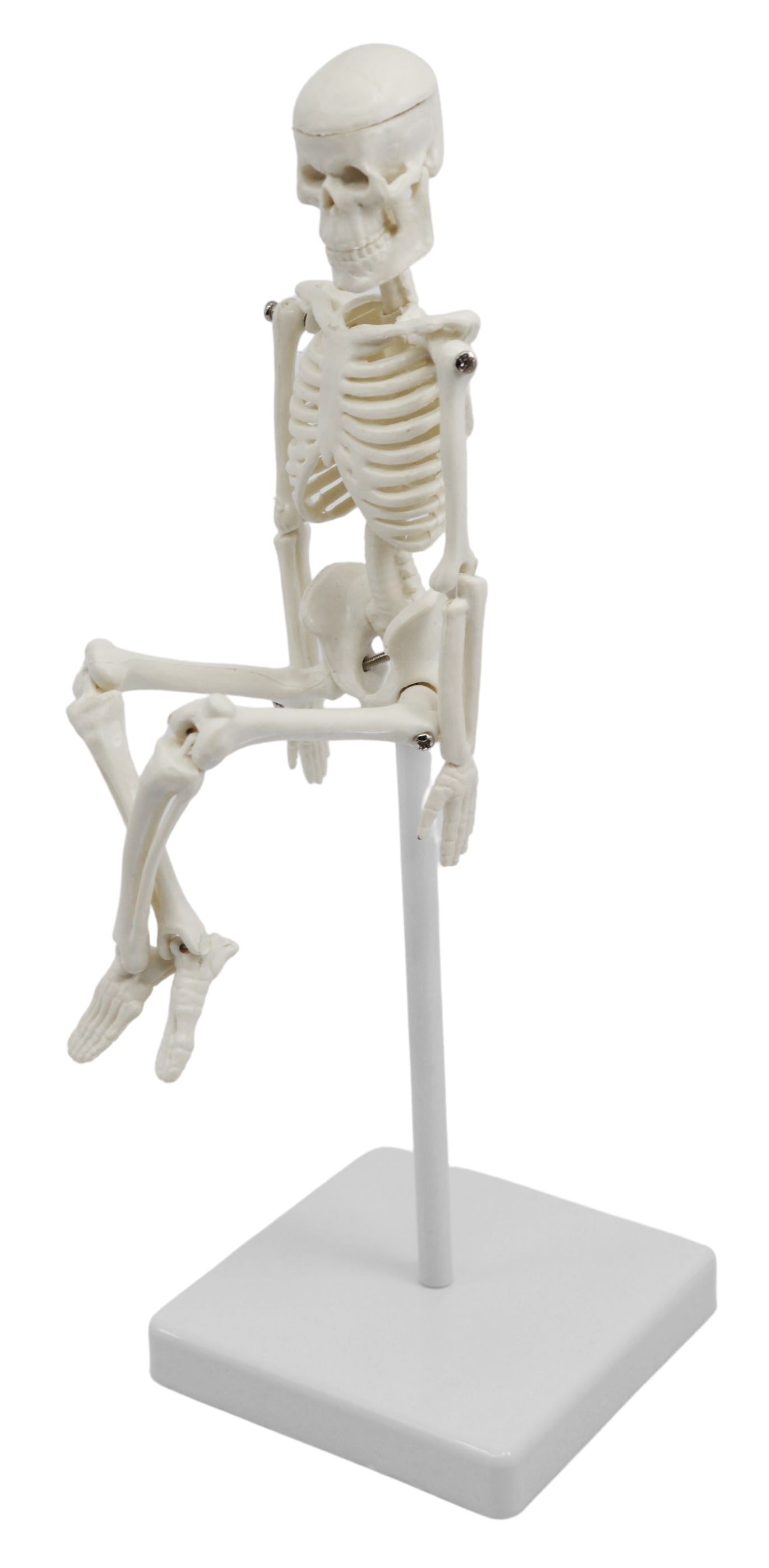 Miniature Human Skeleton Model, 8