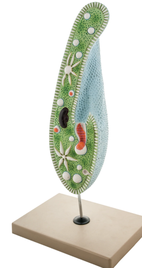 Slipper Animalcule Paramecium Model, Three Dimensional, Sectional View with Hand Painted Details and Removable Parts - Mounted on Base with Rod, 18" x 8" - Eisco Labs