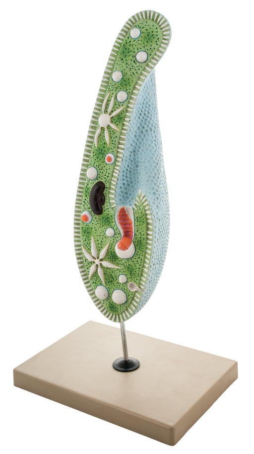 Slipper Animalcule Paramecium Model, Three Dimensional, Sectional View with Hand Painted Details and Removable Parts - Mounted on Base, 18" x 8" - Eisco Labs