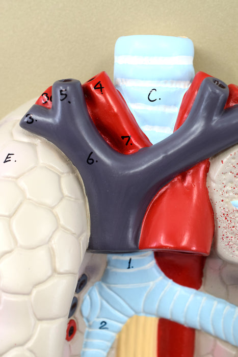 Human Lungs & Heart Model, 16.5" - Mounted on Base