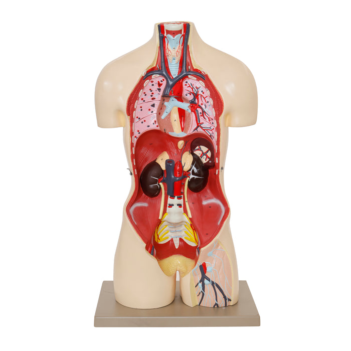 Eisco – Life Size Human Torso Model, 28-Part, Male & Female Reproductive Organs, Removable Anatomical Structures, Open Front and Back, 34" Tall with Base for Classroom and Lab Instruction
