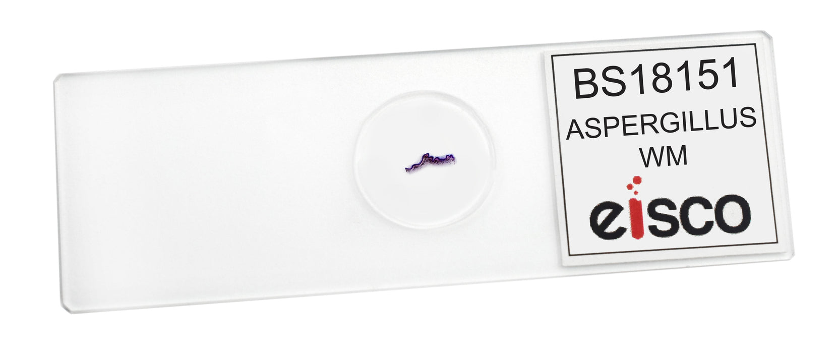Aspergillus (Brown Mold) - Prepared Microscope Slide - 75x25mm