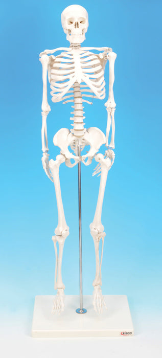 Model Human Skeleton Miniature Height 32cm.