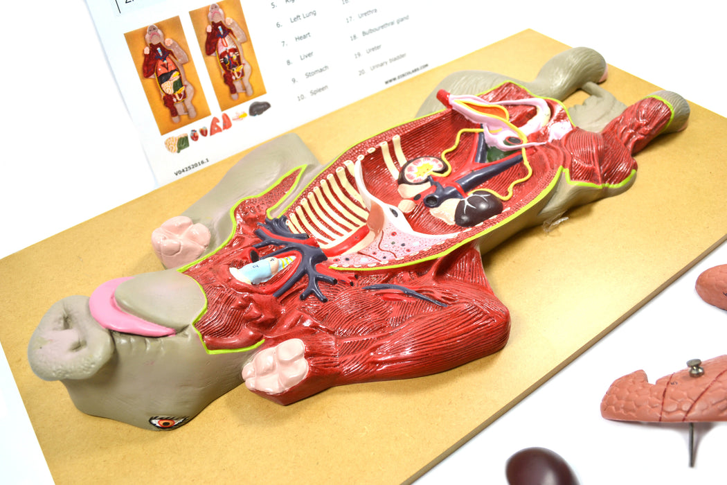 Premium Model Pig Dissection - Eisco Labs