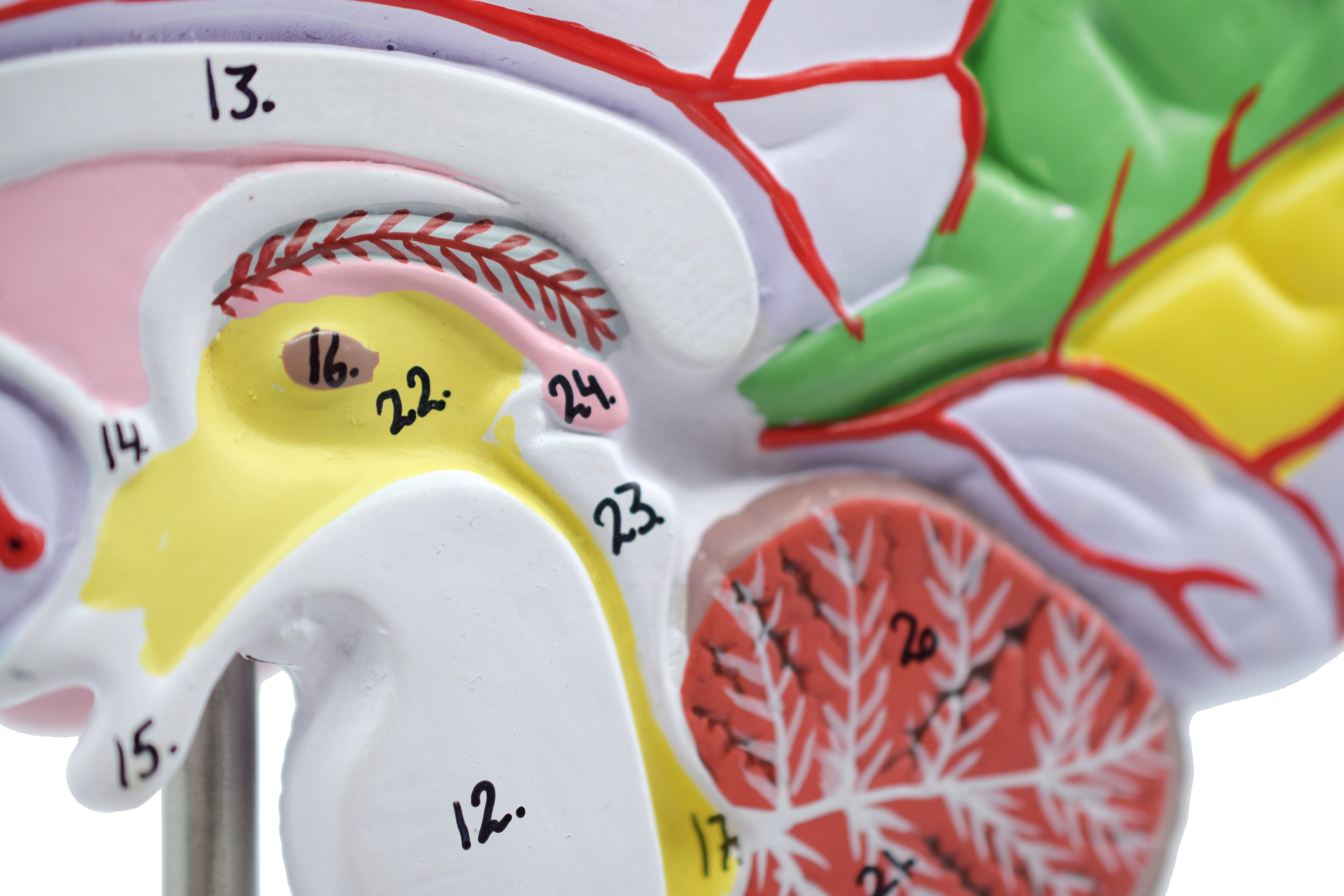 Human Half Brain Model - Life Size, Cross Section - Color Coded & Numb ...